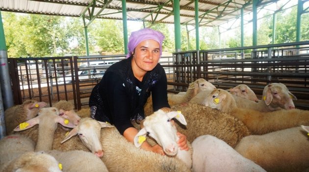 Kurbanlık fiyatları belli oldu