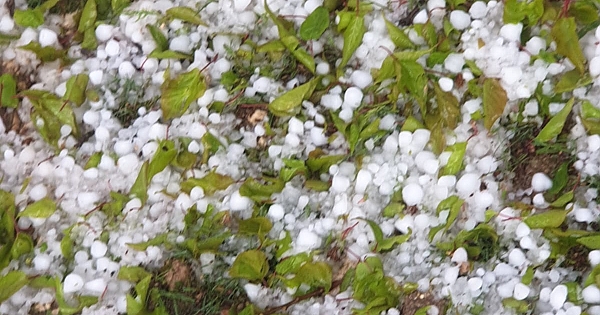 Dolu kayısı bahçelerine zarar verdi