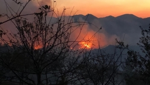 Adana'da orman yangını!