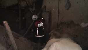 Ahır çöktü hayvanlar kurtarıldı