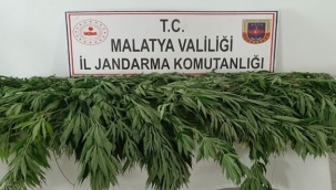 Jandarma'dan kenevir operasyonu