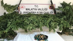 Kaçak kenevir operasyonu: 2 gözaltı