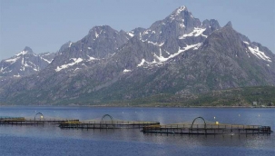Malatya'da Somon Balığı üretimine önem 