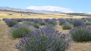 Arguvan'da lavanta yaygınlaştırılacak 
