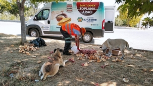 Bayat ekmekler sokak hayvanlarına 