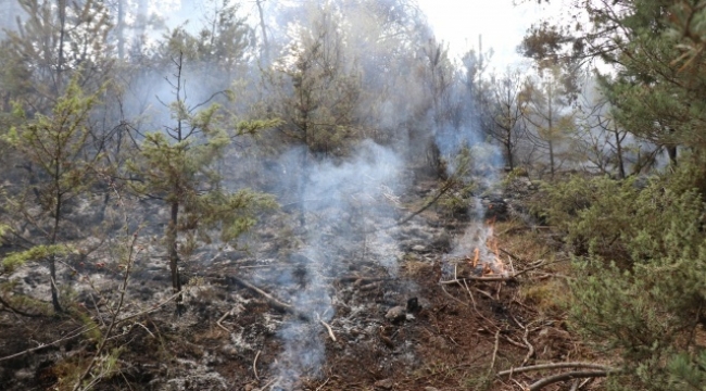 Bolu'da devrilen ağacın kopardığı elektrik teli ormanı yaktı 