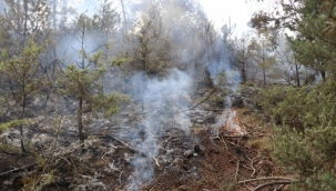 Bolu'da devrilen ağacın kopardığı elektrik teli ormanı yaktı 