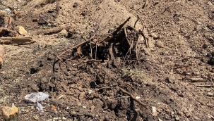 Bursa'da ağaç katliamı 