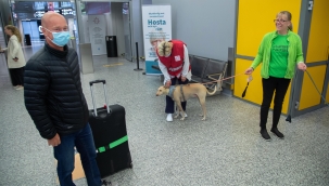 Covid-19'u tespit etmek için eğitimli köpekler kullanılacak 