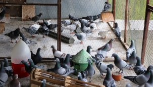 Güvercin hırsızı yakalandı 