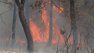 Hatay'da orman yangını: 3 hektar alan zarar gördü 