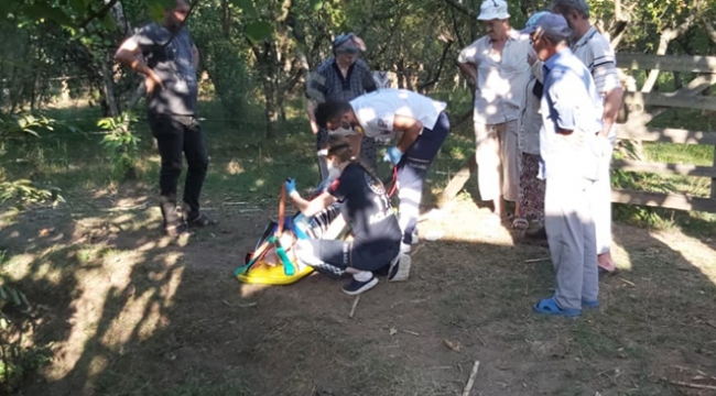 İncir ağacından düşen kadın yaralandı 