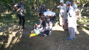 İncir ağacından düşen kadın yaralandı 