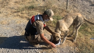 Jandarmadan hayvanlara şefkat eli 