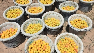 Kayısı da hedef 100 bin ton ihracat ile 500 milyon dolar 