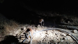 Keneviri korumak için iki pitbull köpek beslediler 