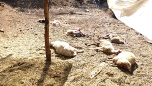 Kurtların saldırdığı 16 küçükbaş hayvan telef oldu 