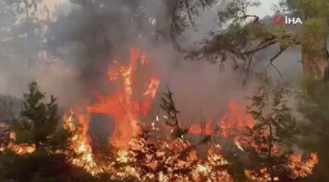 Lübnan'da orman yangını: 14 yaralı 