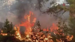 Lübnan'da orman yangını: 14 yaralı 