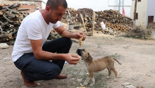 Maaşının üçte birini sokak hayvanları için harcıyor 