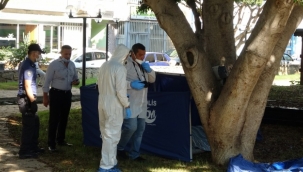 Parktaki ağaç altında ölü bulundu 