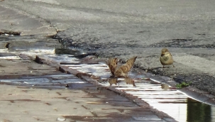 Patlayan su borusunu fırsat bilen kuşların keyfi 