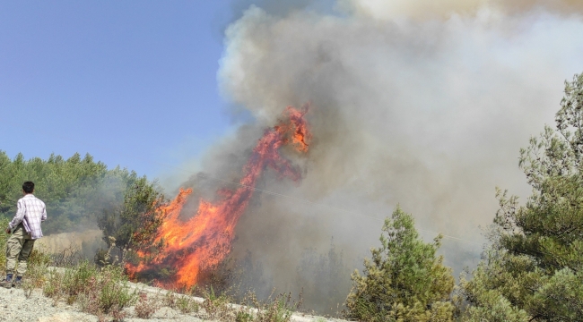 Samandağ'daki orman yangını kontrol altına alındı 