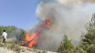 Samandağ'daki orman yangını kontrol altına alındı 