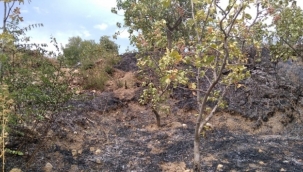 Siirt'te ağaçlık alanda yangın