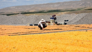 TMO'nun fiyatları üreticiyi sevindirdi 