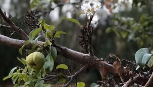 Armut ağacı Ekim'de çiçek açtı! 