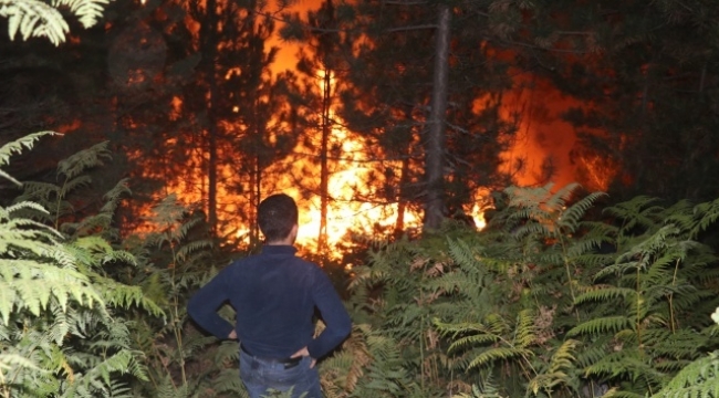 Bolu'da 45 orman yangınında 180 hektar alan zarar gördü 