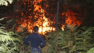 Bolu'da 45 orman yangınında 180 hektar alan zarar gördü 