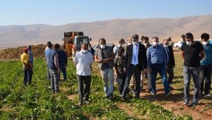 Darende'de pancar üretimi artıyor!