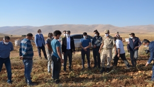 Darende patates üretim üssü oluyor