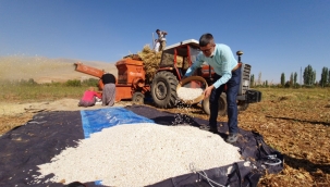 Doğanşehir'de fasulye hasadı! 