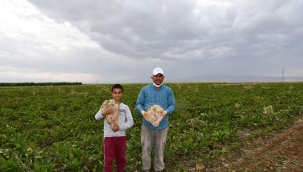 Hasad çiftçilerin yüzünü güldürdü! 