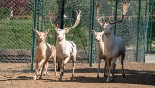 Hayvanat bahçesi kapılarını ziyaretçilerine açıyor 