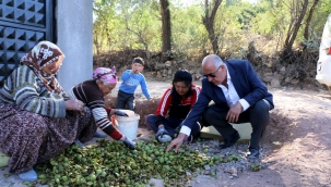 Hekimhan cevizinde hasat sona erdi