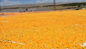 İhraç edilen kayısı miktarı düştü! 