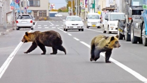 Japonya'da ayı paniği hükumeti harekete geçirdi 
