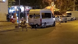 Malatya'da köpek korkusu 