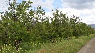 "Monilya kayısıyı AKP üreticiyi yaktı"