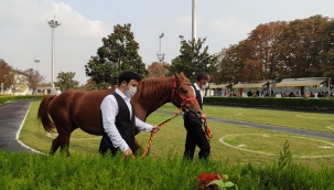Safkan elit taylar satışa sunuldu!