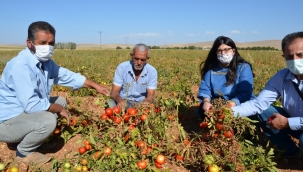 Tarlada 50 kuruş manavda 3 TL