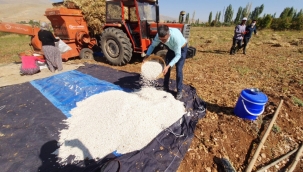 Tarladan halka fasulye ilgi görüyor!