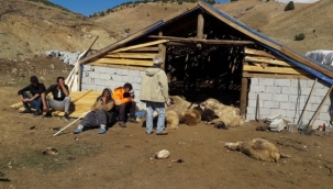 Tunceli'de ayılar 70 koyunu telef etti 