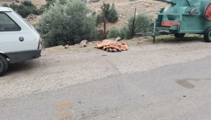 Yaşlı adam zeytin tarlasında ölü bulundu 