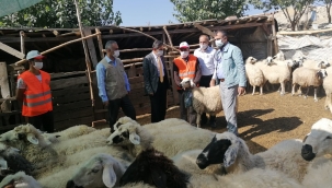 Yerli ırk hayvancılığın geliştirilmesi çalışmaları