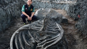 5 bin yıllık balina iskeleti bulundu